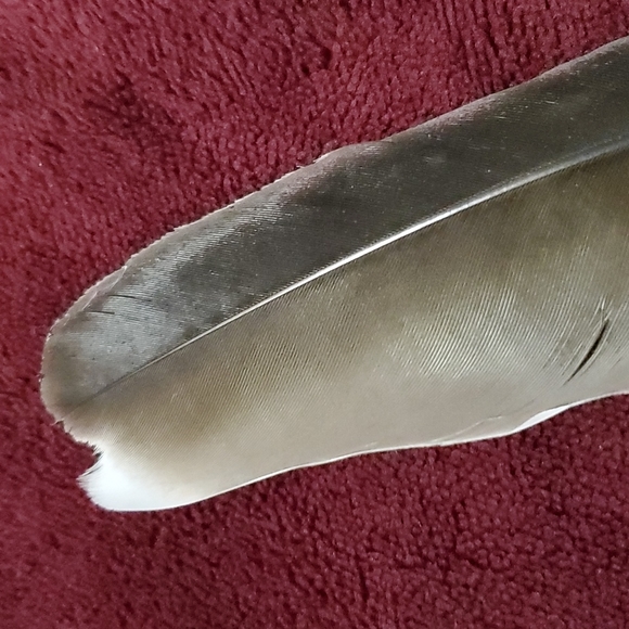 FOUND -- BIG Feather 11½ inch BEAUTIFUL Pheasant Bird Odd Decor Nature Outside - Picture 5 of 12